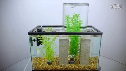 越秀區美奇水族店