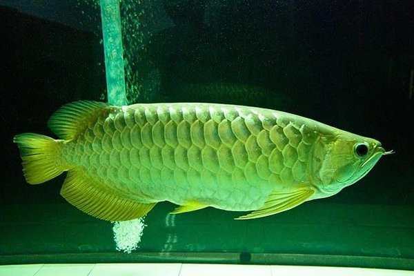 金龍魚的圖片大全高清圖
