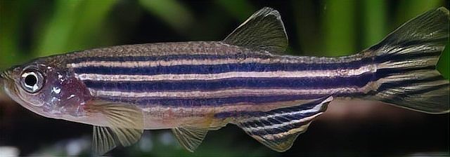 斑馬魚壽命一般多久