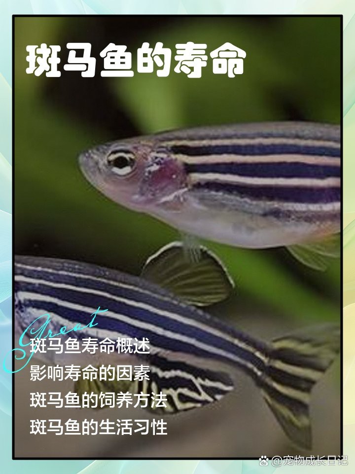 斑馬魚壽命一般多久