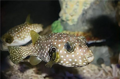 斑馬魚壽命一般多久