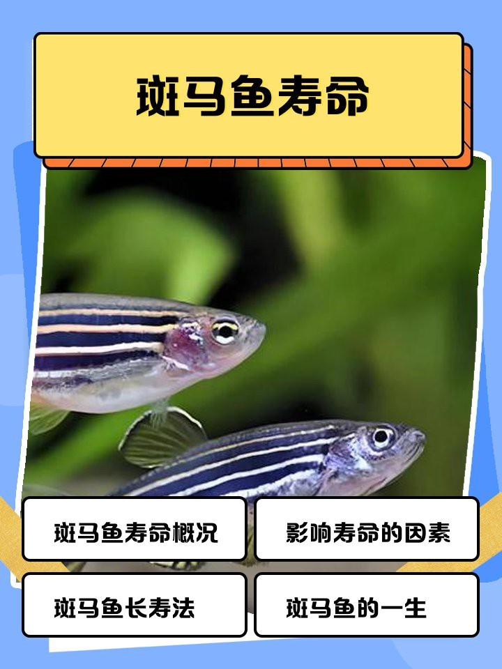 斑馬魚壽命一般多久
