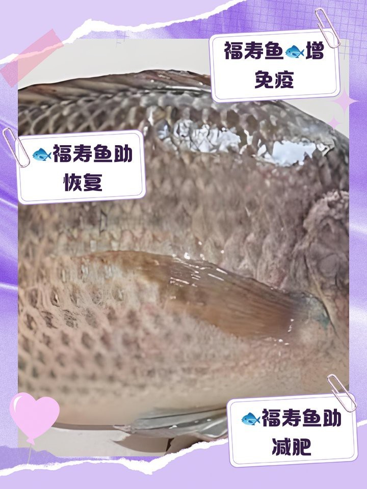 福壽魚營養價值高嗎