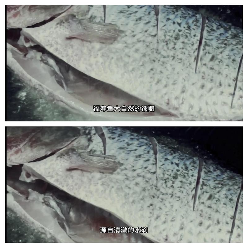 福壽魚營養價值高嗎