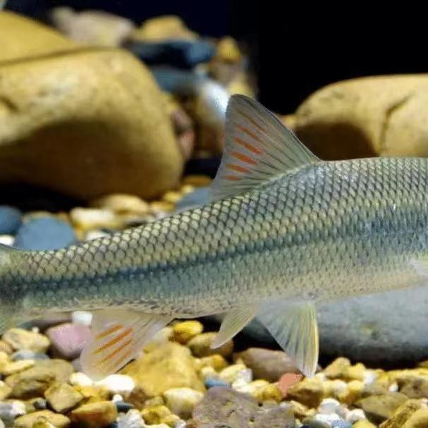 錢魚的圖片大全大圖