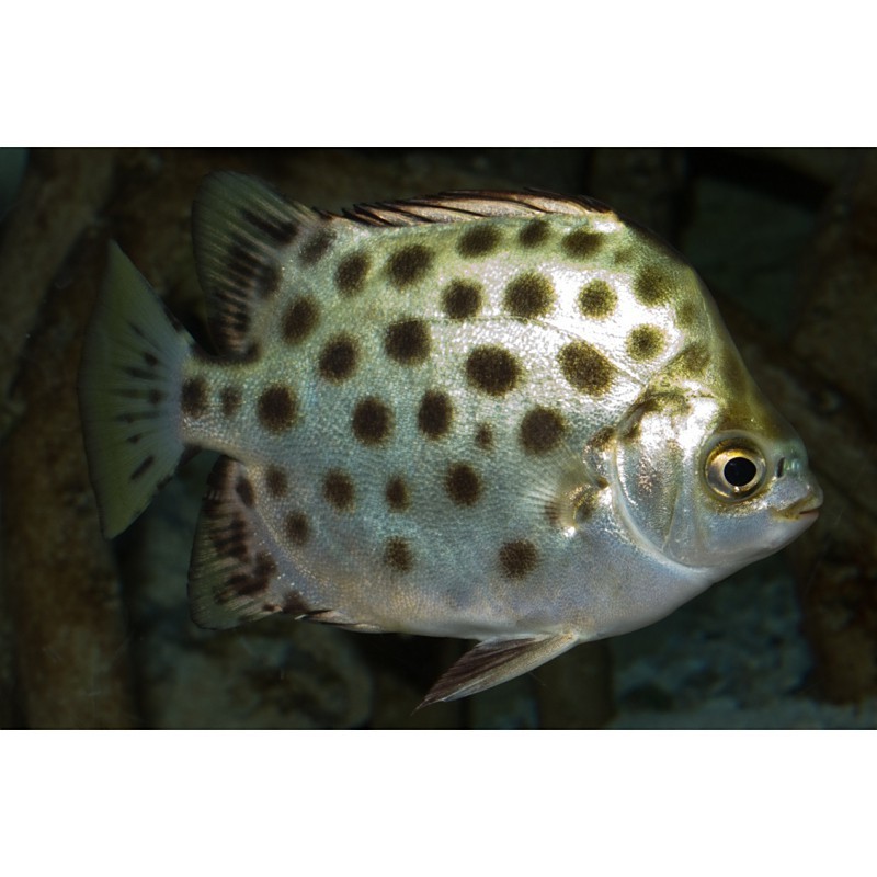 錢魚的圖片大全大圖