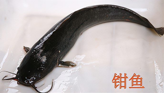 錢魚的圖片大全大圖