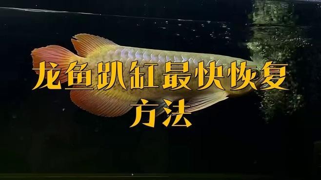 銀龍魚趴缸多久會恢復