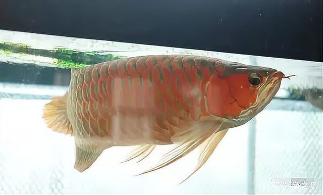 紅龍魚最帥的圖片