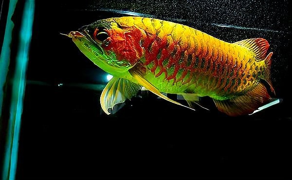 紅龍魚最帥的圖片
