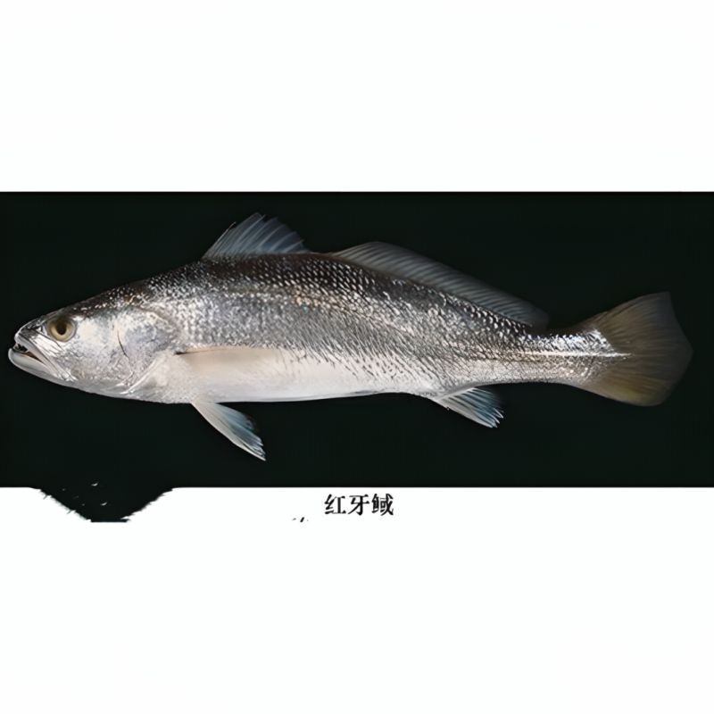 紅狼牙鰕虎魚最貴的三個品種
