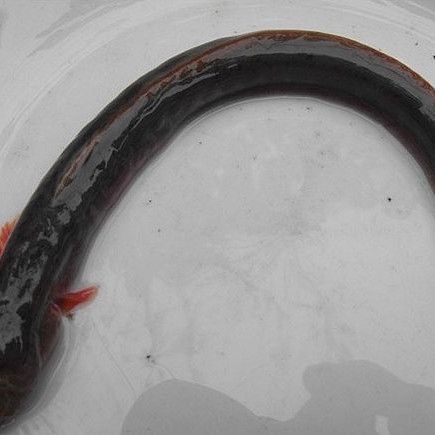 紅狼牙鰕虎魚最貴的三個品種