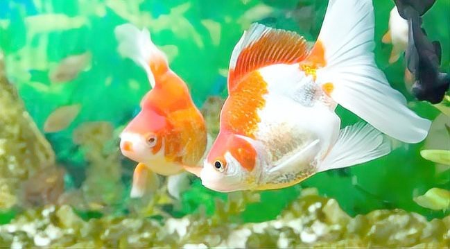 龍魚放客廳大忌三個地方