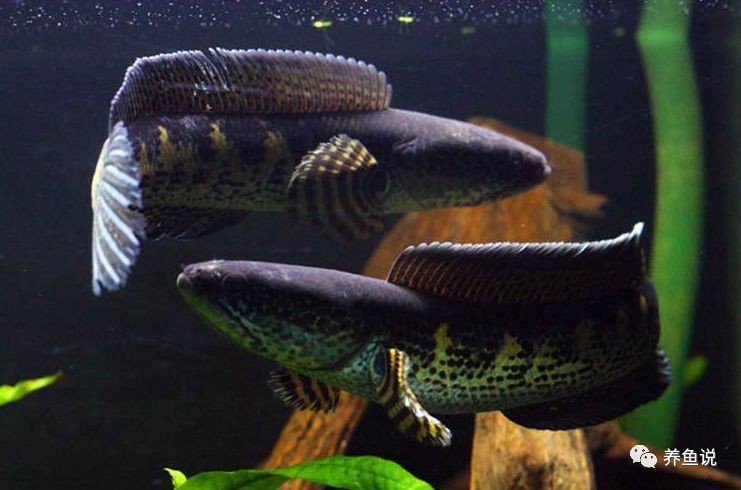 60缸能養什么雷龍魚好