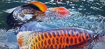 風水魚代表什么