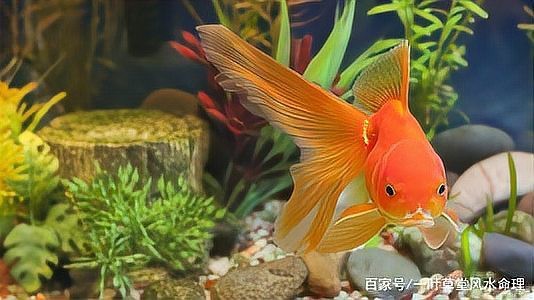 風水魚代表什么