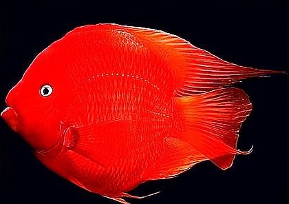 風水魚代表什么
