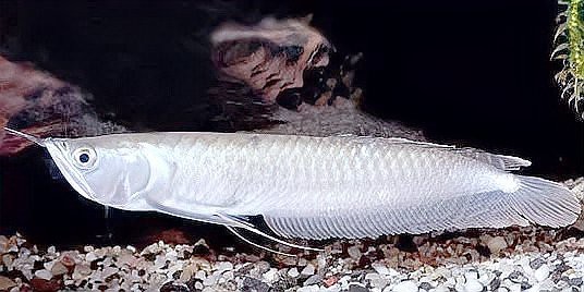 風水魚代表什么