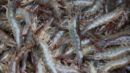 豆粕直接喂魚長得快嗎