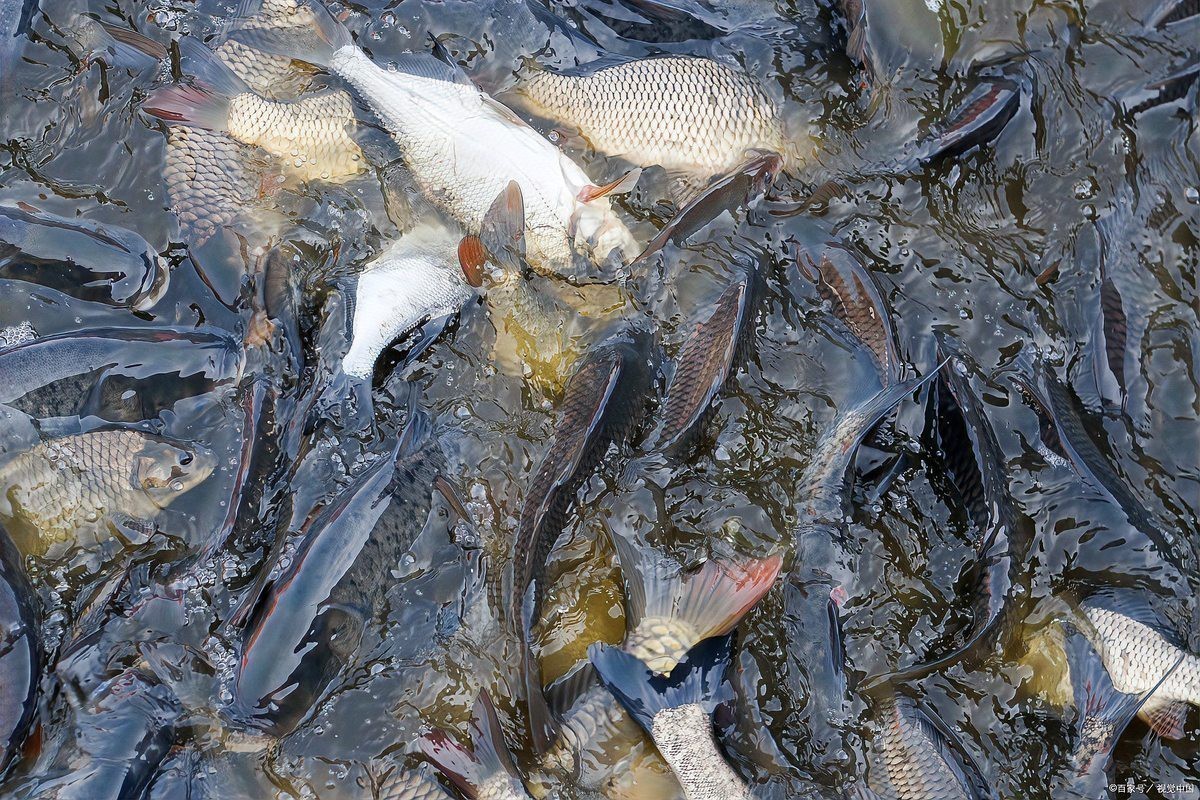 豆粕直接喂魚長得快嗎