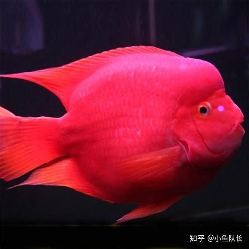 紅色魚圖片大全