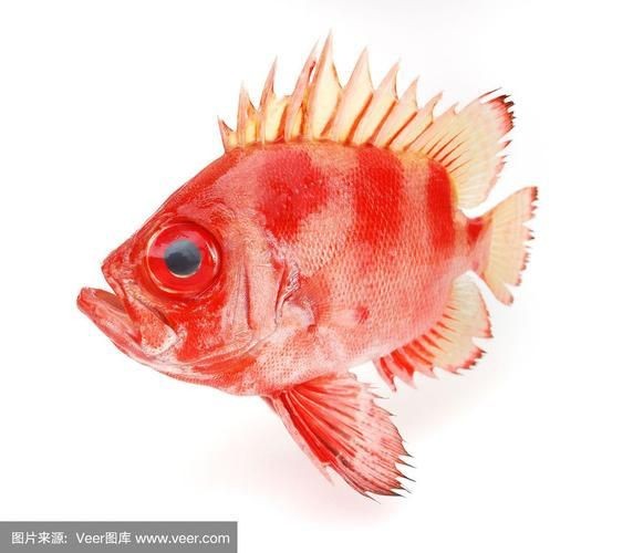紅色魚圖片大全