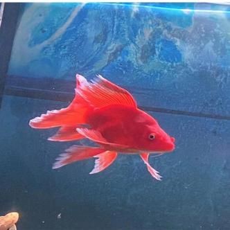 紅色魚圖片大全