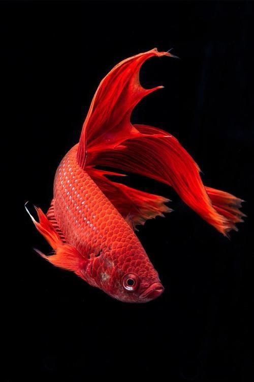 紅色魚圖片大全
