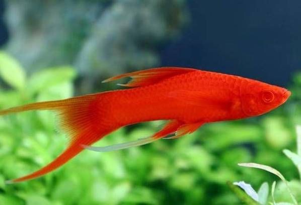 紅色魚圖片大全