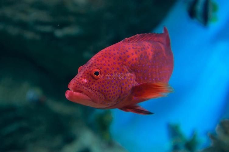 紅色魚圖片大全