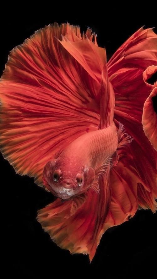 紅色魚圖片大全