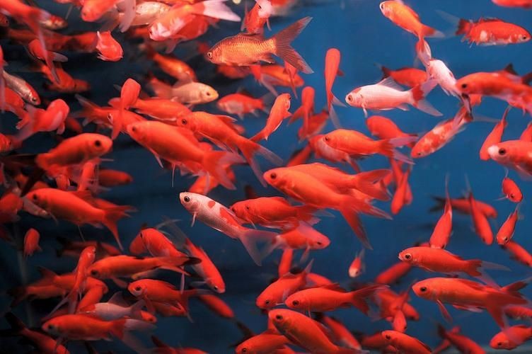 紅色魚圖片大全