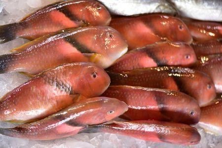 紅色魚圖片大全