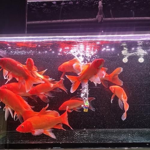 紅色魚圖片大全