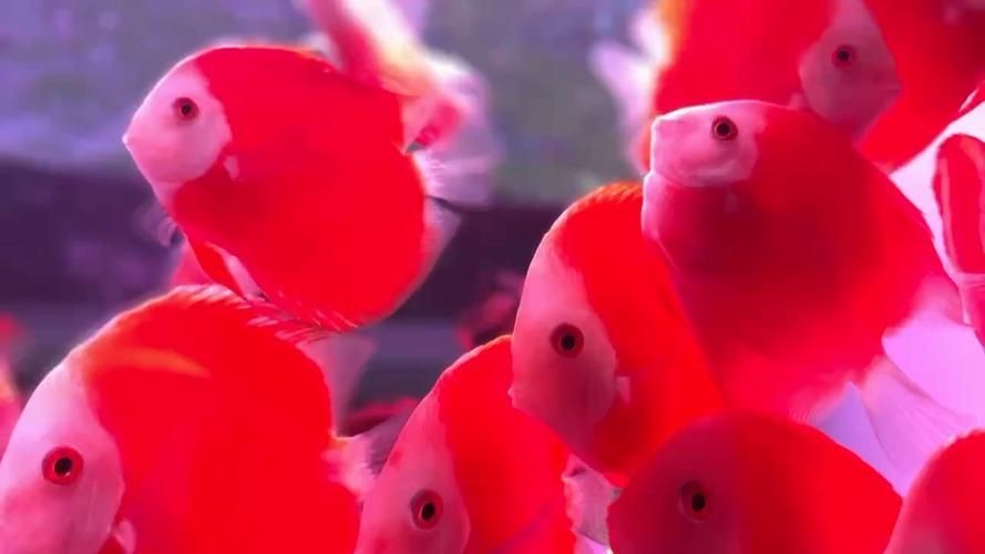 紅色魚圖片大全