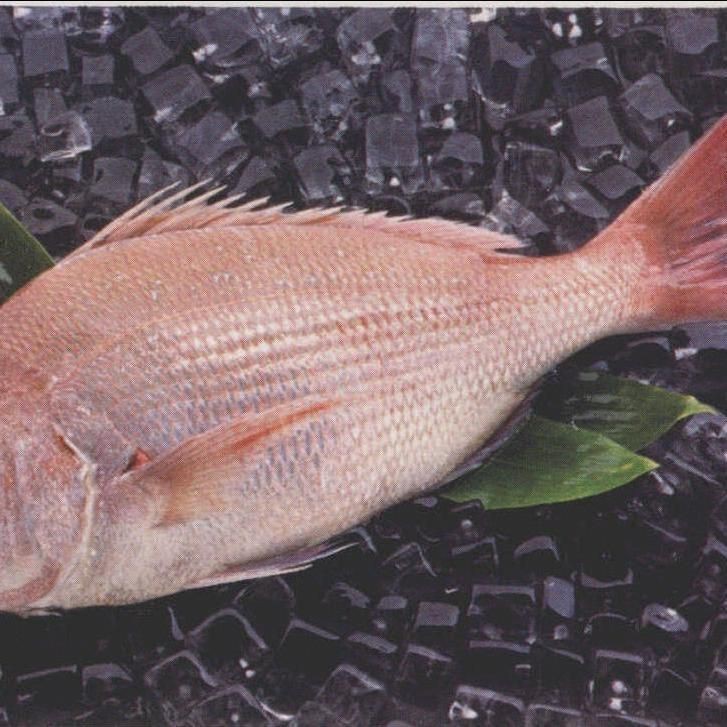 紅色魚圖片大全