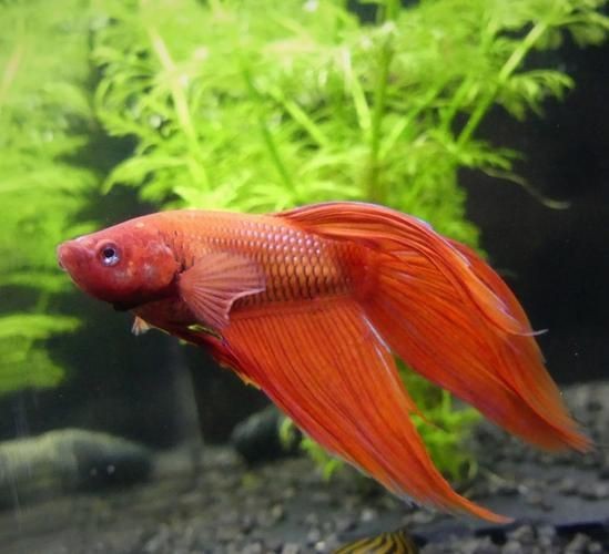 紅色魚圖片大全