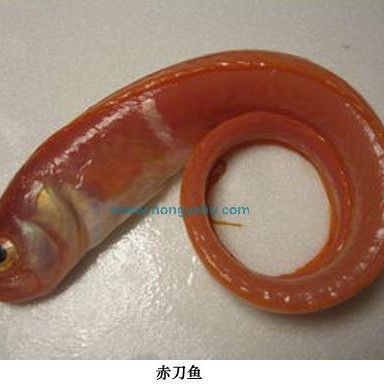 紅色魚圖片大全