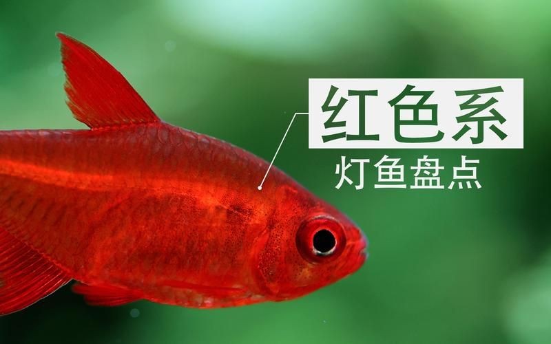 紅色魚圖片大全