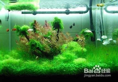 可麗愛魚缸官網專賣店地址查詢電話（可麗愛魚缸售后服務流程）