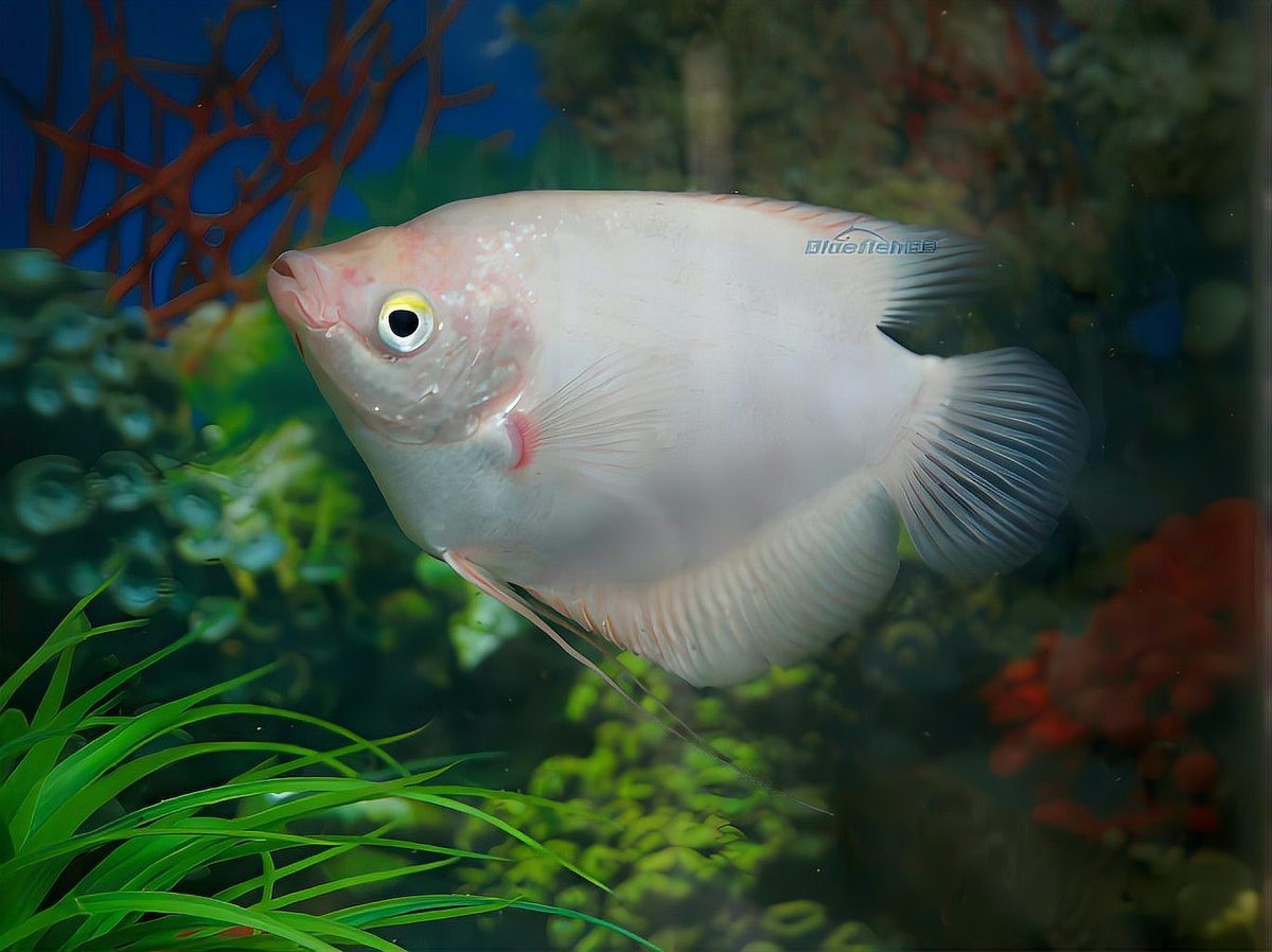 招財魚和金龍魚混養(yǎng)好嗎圖片