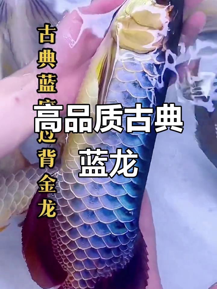 藍龍魚有哪些品種 藍龍魚有哪些品種 龍魚百科 第3張