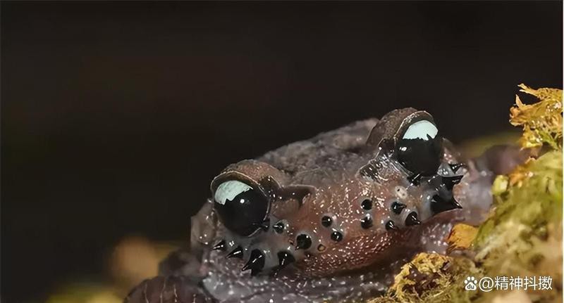哀牢山不明生物