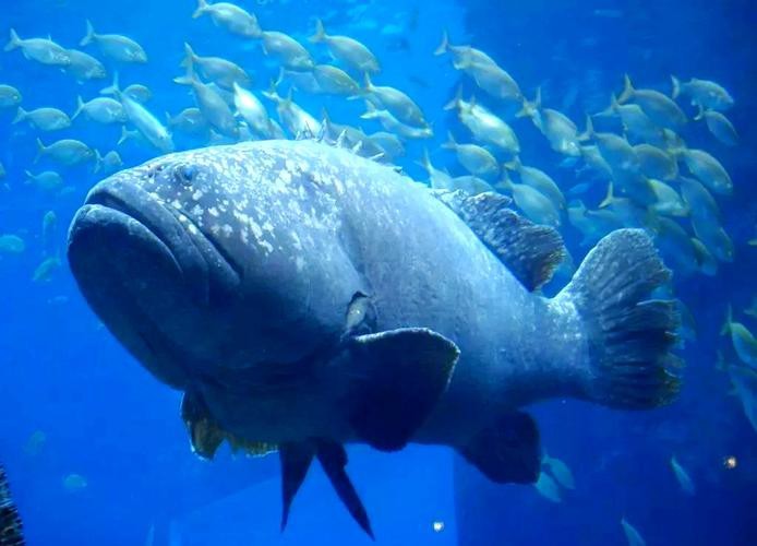 哪里可以買到活龍躉魚？