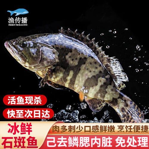 哪里可以買到活龍躉魚？