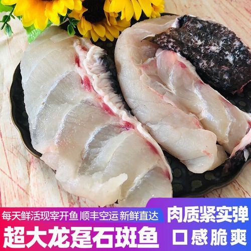 哪里可以買到活龍躉魚？