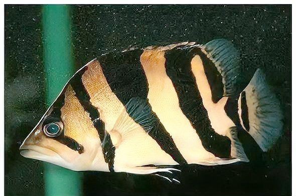 虎魚一邊三紋一邊四紋