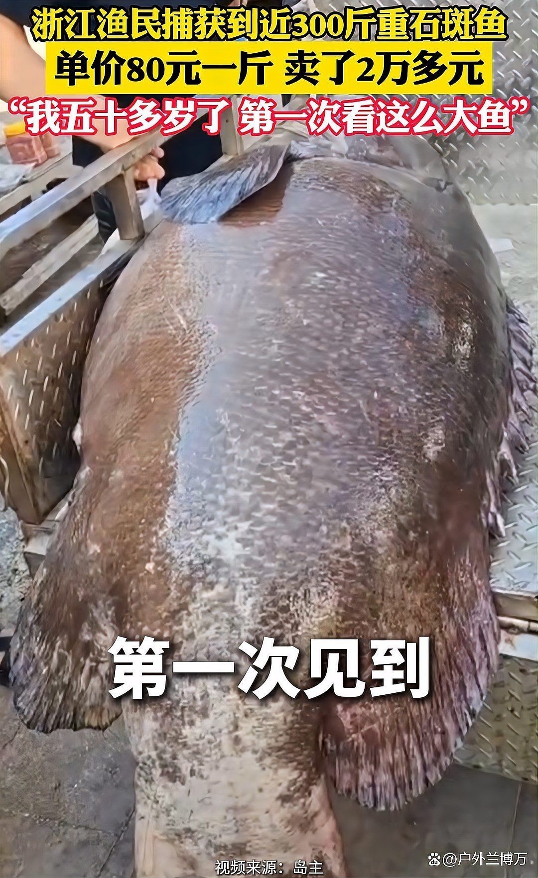 石斑魚一般多少錢一斤