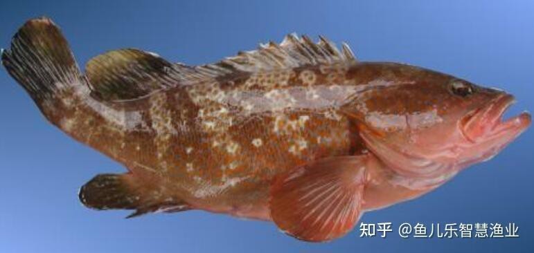石斑魚一般多少錢一斤