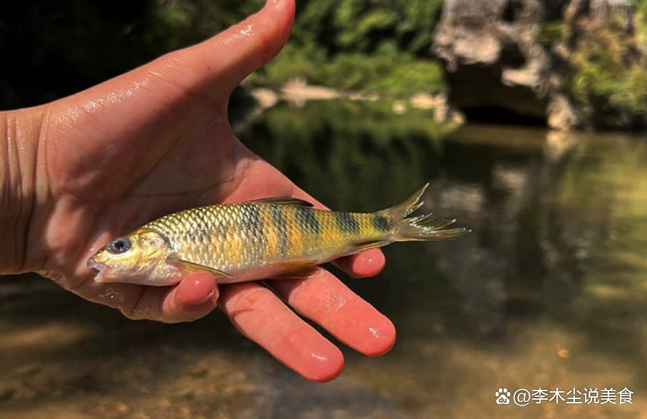 石斑魚一般多少錢一斤